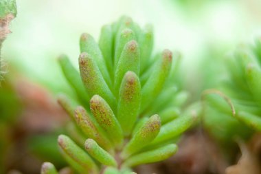 Kırmızı uçlu küçük yeşil bahçe çimenleri
