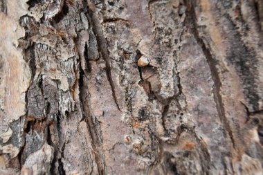 Ağaç kabuğu elma ağacı armut kiraz kayısı bahar bahçesinde