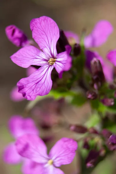 春の庭の小さな紫色の花を閉じる側の景色 — ストック写真