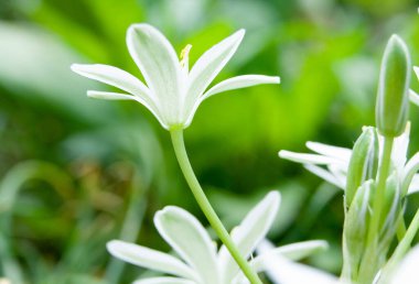 Beyaz çiçek ve açılmamış tomurcuklar yağmurdan önce bahar bahçesinin yakınlarında