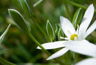 Beyaz çiçek ve açılmamış tomurcuklar ilkbahar bahçesinin yakınlarında