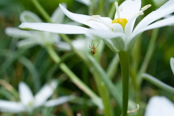 Little spider weaves a web on a beautiful white flower — Stock Photo, Image