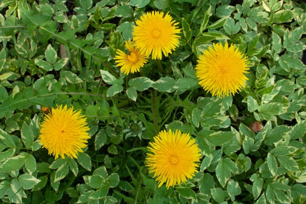 Five yellow dandelions on green grass in the garden — Stock Photo, Image