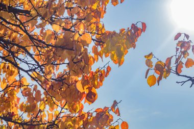 Sonbaharda sarı yapraklar arasında güneş ışığı