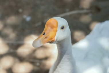 Turuncu gagalı beyaz ördek.