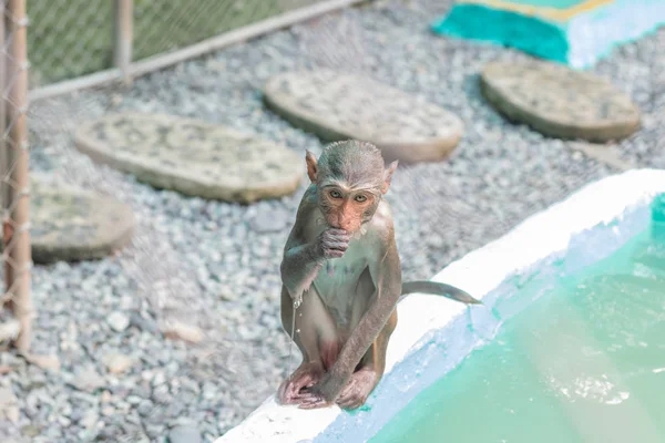 Macaco molhado sentado na borda da piscina — Fotografia de Stock