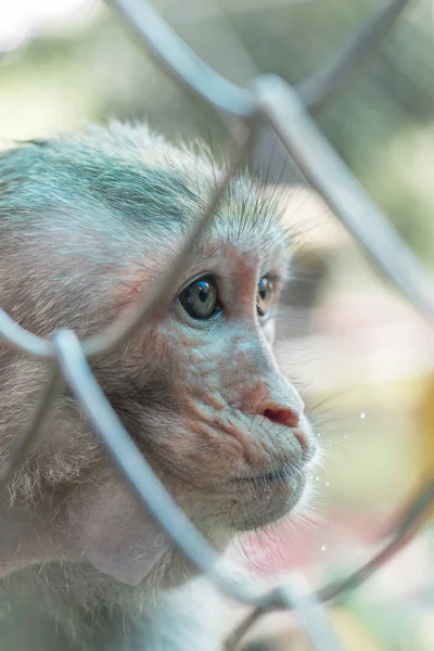 Cara de macaco em um zoológico atrás das grades — Fotografia de Stock