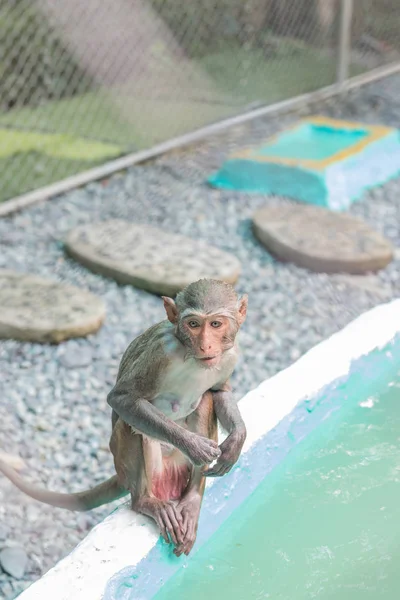 Macaco molhado sentado na borda da piscina — Fotografia de Stock