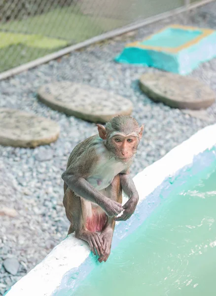 Macaco molhado sentado na borda da piscina — Fotografia de Stock