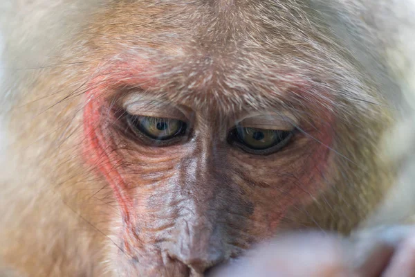 Cara de macaco com pele vermelha e olhos para baixo — Fotografia de Stock