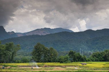 Tayland 'da organik pirinç dolu ve mavi gökyüzü arka planı 