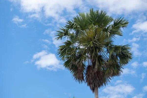 Пальми і блакитне небо фону — стокове фото