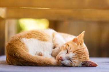 Evde uyuyan küçük sevimli kedi. 