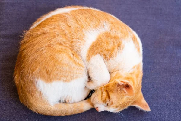 Pequeno gato bonito dormindo na casa — Fotografia de Stock