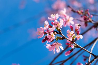 Sakura çiçeği ve mavi gökyüzü arkaplanı 