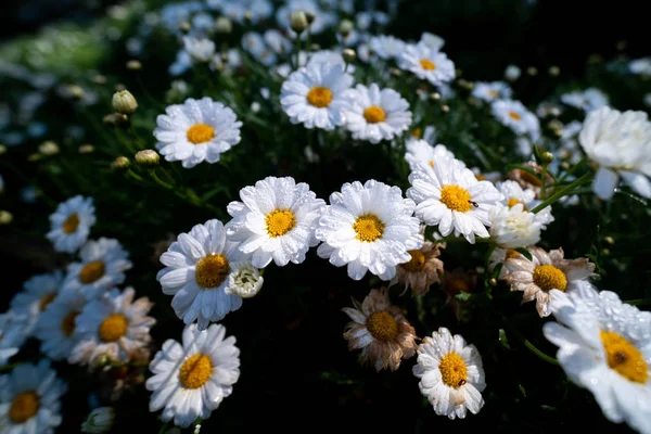 Witte bloemen in de achtertuin — Stockfoto