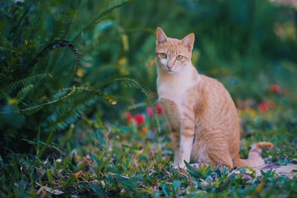 Little orange cute cat in backyard garden — Stock Photo, Image