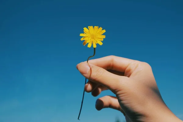Una niña sosteniendo flor amarilla y fondo azul del cielo — Foto de Stock