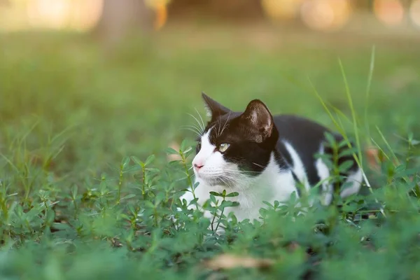 黑白相间的猫在花园里找东西 — 图库照片