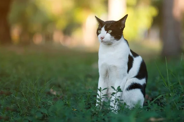 黑白相间的猫在花园里找东西 — 图库照片