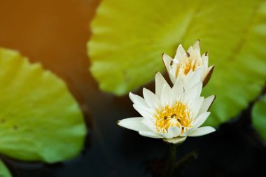 Sabahları arılar nilüfer çiçeği emiyor..
