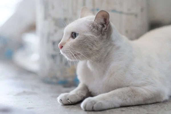 Egy Fehér Kis Aranyos Macska Házban — Stock Fotó