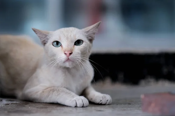 Egy Fehér Kis Aranyos Macska Házban — Stock Fotó