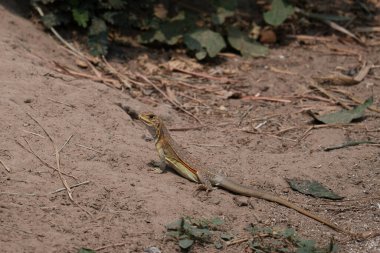 Tayland 'da bir kelebek kertenkelesi 