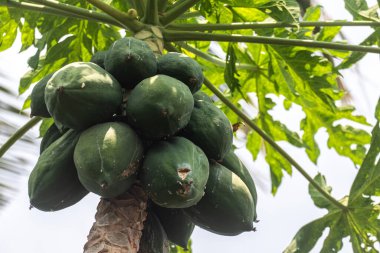 Tayland 'daki yerel çiftlikte organik papaya. 