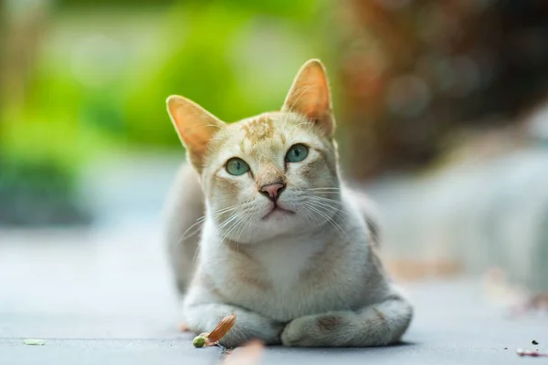 Malá Roztomilá Kočka Zahradě — Stock fotografie