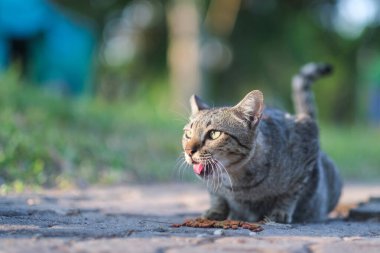 Bahçede sevimli bir kedi ve arka planda bokeh 