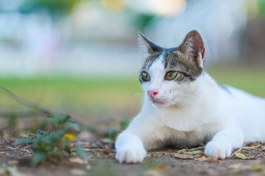 Bahçede sevimli bir kedi 