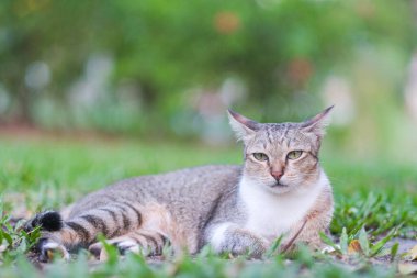 Bahçede sevimli bir kedi 