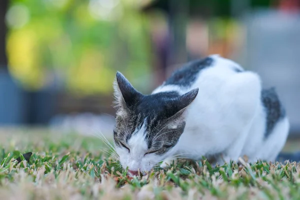 后院里一只可爱的猫 背景平淡 — 图库照片