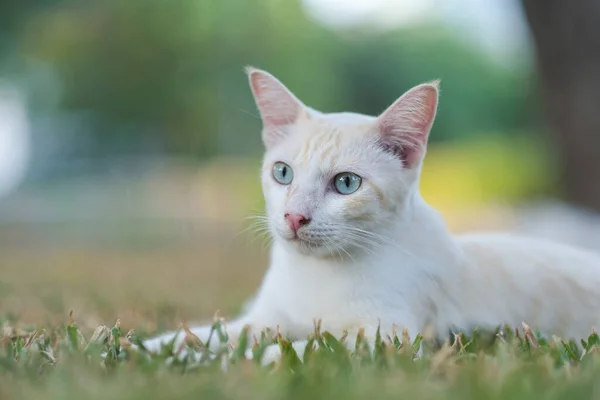 后院里的一只可爱的猫 — 图库照片