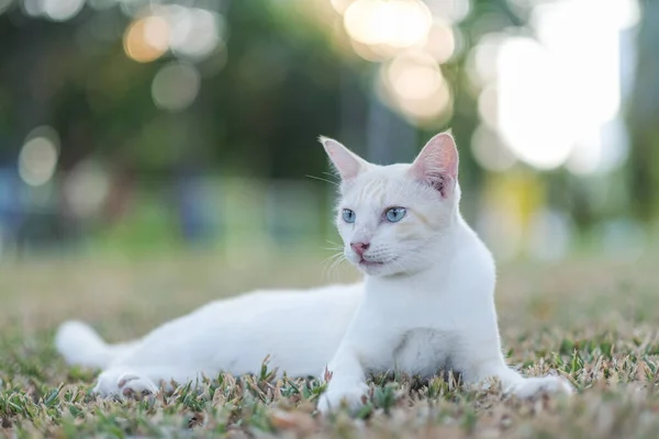 Egy Aranyos Macska Kertben Kert Bokeh Hátterek — Stock Fotó