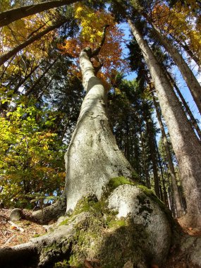 sonbahar güneşli bir gün ormanda