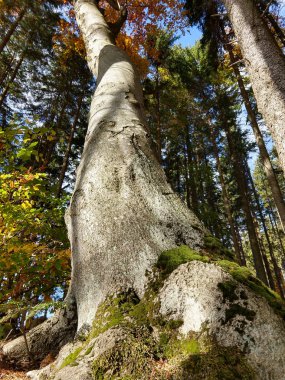 sonbahar güneşli bir gün ormanda