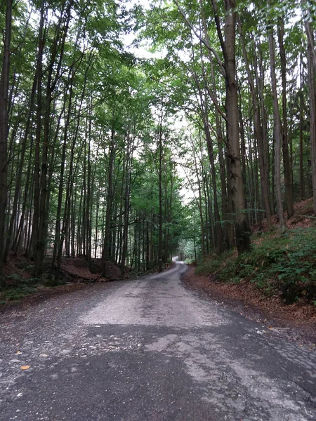 Estrada Floresta Verde Durante Dia — Fotografia de Stock