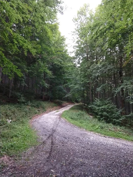 Route Forêt Verte Jour — Photo