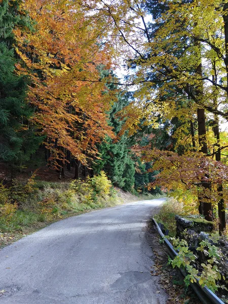 Straße Bunten Herbstwald — Stockfoto