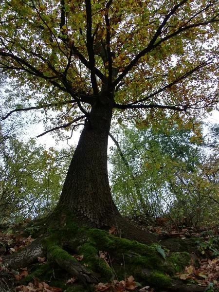 Bosque Otoñal Día Soleado —  Fotos de Stock