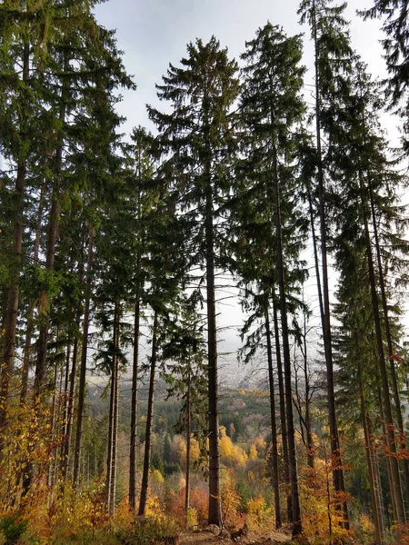 Bosque Otoñal Día Soleado — Foto de Stock