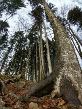 Sonbahar zamanı dağ ormanı