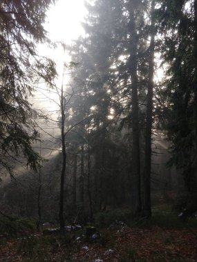 Güneş parlıyor ormandaki ağaçlar