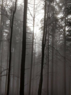 Sonbahar mevsiminde sisli orman