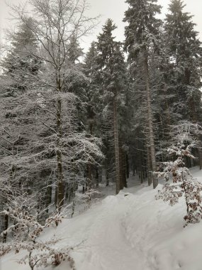 Kış zamanı karlı orman