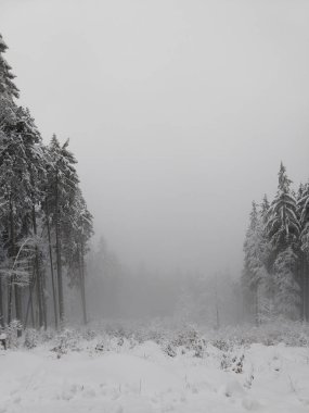 Sisli karlı kış ormanı