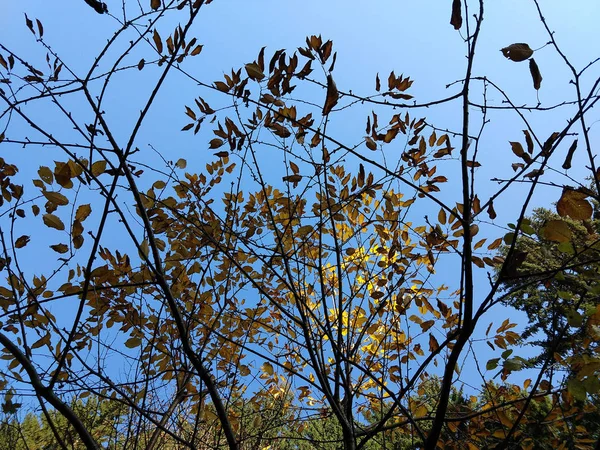Herbst Bunte Blätter Wald — Stockfoto