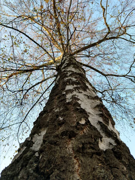 Gökyüzü Arkaplanındaki Uzun Ağaç — Stok fotoğraf